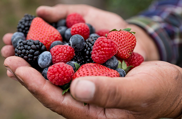 Berrys growers