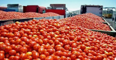 Mexican Tomatoes Wholesale