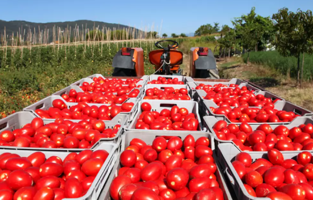 Mexican Tomatoes Wholesale