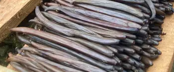 Vanila pods Wholesale