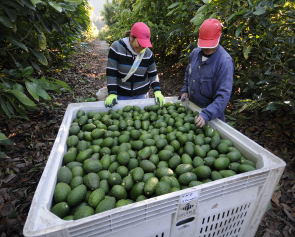 Avocado Suppliers