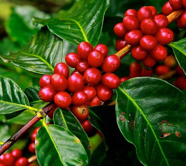 Robusta Coffee gowers