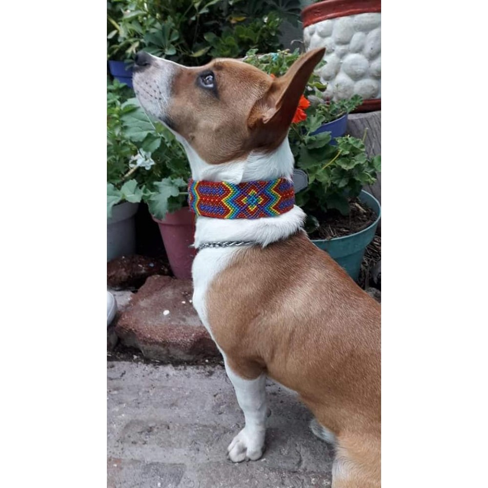 Hand embroidered dog collars Higor Higores