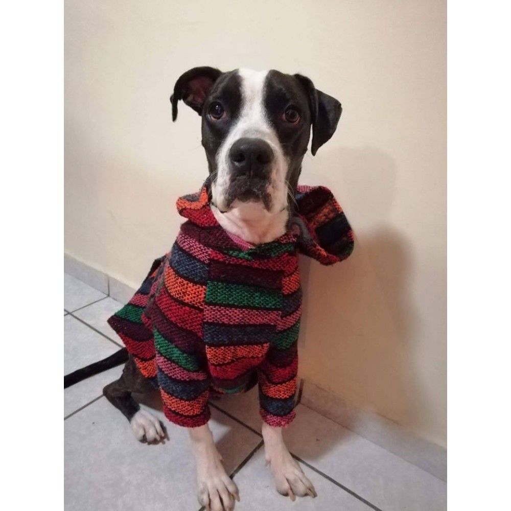 Dog sweaters Dona Joy Moda