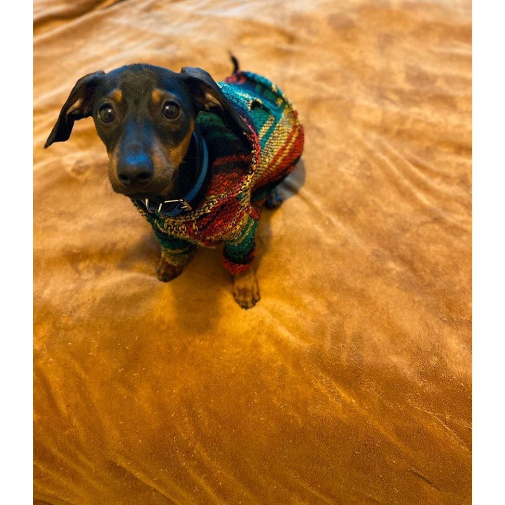 Dog sweaters Dona Joy Moda
