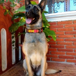 Dog collars Entrehilos