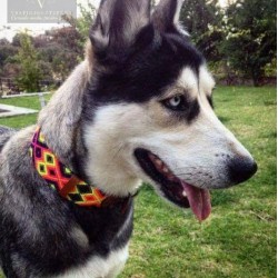 Embroidered dog collars