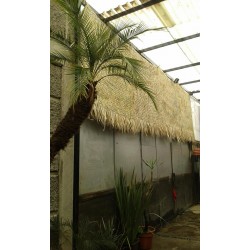 Natural palm Pachon
